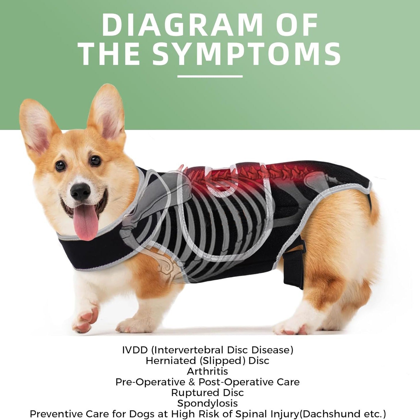 Pet Support Vest for Dogs with Intervertebral Disc Injury, Back Fracture Protection Belt, Large Dog Lumbar Support